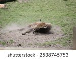 Bull rolling around in dirt creating dust in grassy area.