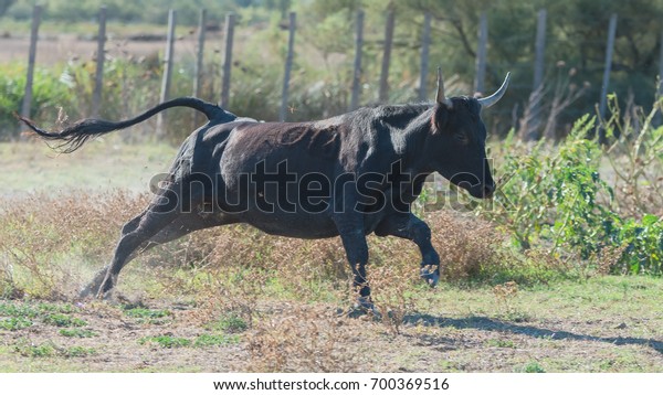      Bull\
running, charging bull in Camargue\
\
