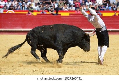 Bull Running In Spanish Bullring