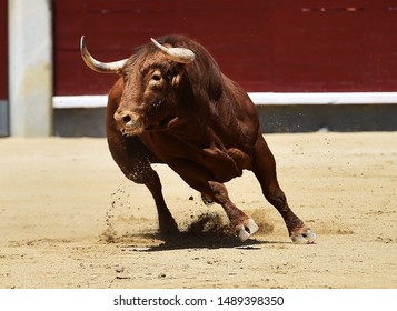 Bull Running In Spanish Bullring