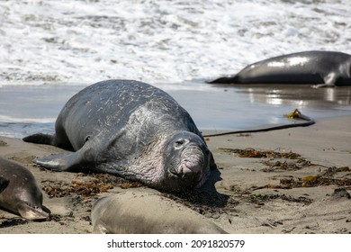 77 Start mating season Images, Stock Photos & Vectors | Shutterstock