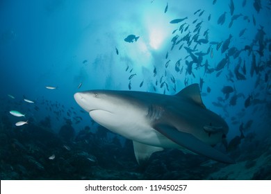 Bull Shark