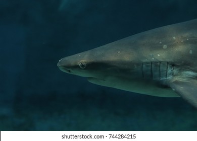 Bull Shark In Action 