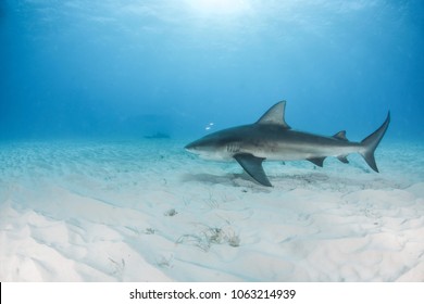 Bull Shark At Bimini Island, Bahamas