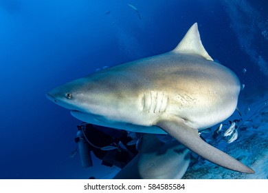 Bull Shark In The Blue Ocean Background In Mexico Ready To Attack