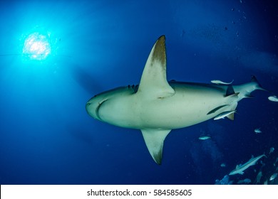 Bull Shark In The Blue Ocean Background In Mexico Ready To Attack