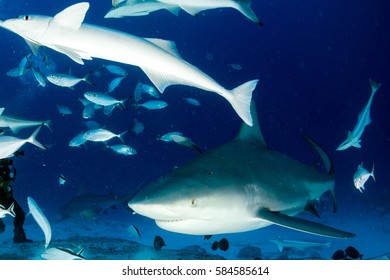 Bull Shark In The Blue Ocean Background In Mexico Ready To Attack