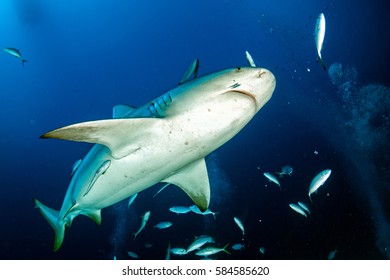 Bull Shark In The Blue Ocean Background In Mexico Ready To Attack