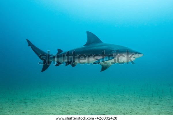 Bull shark at\
Cabo Pulmo National Park,\
Baja