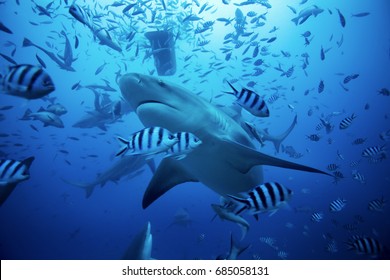 bull shark, carcharhinus leucas, Beqa lagoon, Fiji
