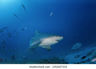 Bull Shark, Carcharhinus Leucas, Zambezi Shark