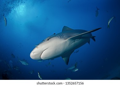 Bull Shark, Carcharhinus Leucas, Zambezi Shark