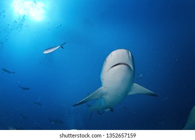 Bull Shark, Carcharhinus Leucas, Zambezi Shark