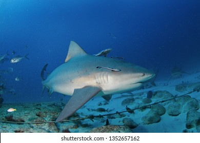 Bull Shark, Carcharhinus Leucas, Zambezi Shark