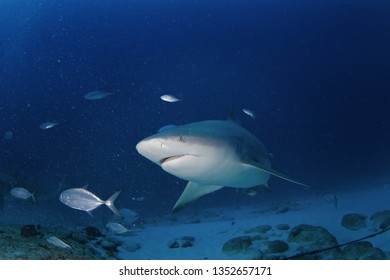 Bull Shark, Carcharhinus Leucas, Zambezi Shark