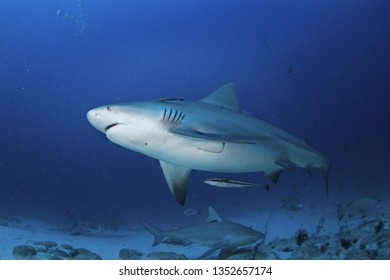 Bull Shark, Carcharhinus Leucas, Zambezi Shark