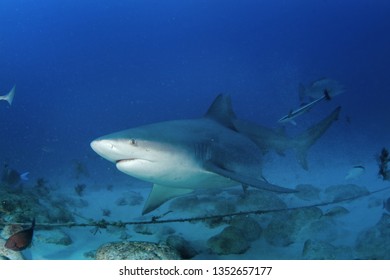 Bull Shark, Carcharhinus Leucas, Zambezi Shark