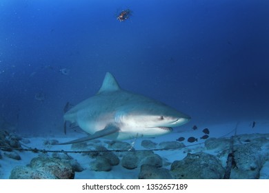 Bull Shark, Carcharhinus Leucas, Zambezi Shark