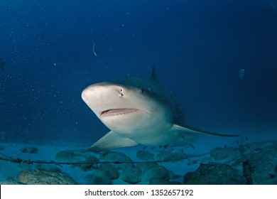 Bull Shark, Carcharhinus Leucas, Zambezi Shark