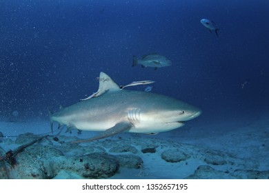 Bull Shark, Carcharhinus Leucas, Zambezi Shark