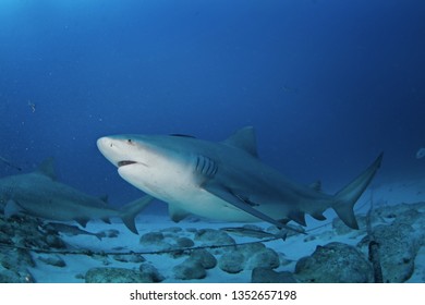 Bull Shark, Carcharhinus Leucas, Zambezi Shark