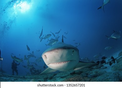 Bull Shark, Carcharhinus Leucas, Zambezi Shark