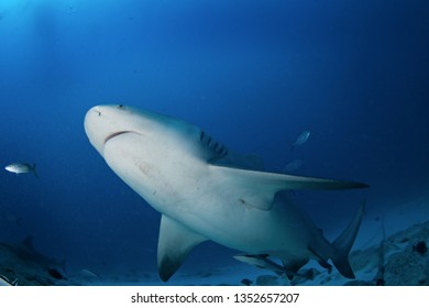 Bull Shark, Carcharhinus Leucas, Zambezi Shark