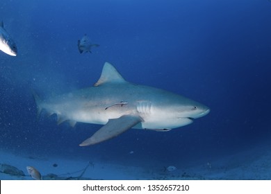 Bull Shark, Carcharhinus Leucas, Zambezi Shark