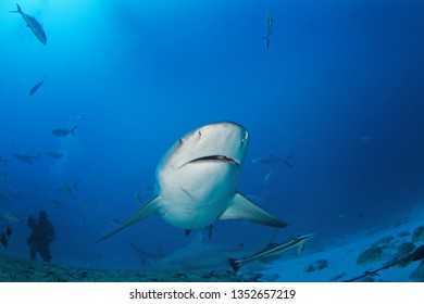 Bull Shark, Carcharhinus Leucas, Zambezi Shark