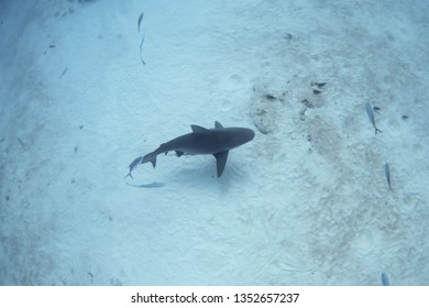 Bull Shark, Carcharhinus Leucas, Zambezi Shark