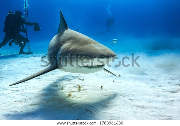 Bull shark in caribbean\
sea
