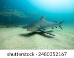 Bull Shark close up at Cabo Pulmo National Park