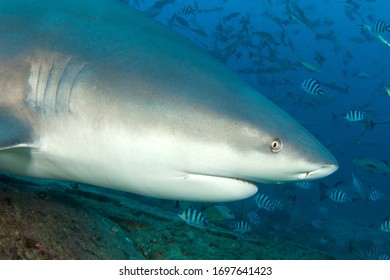 Bull Shark In Fiji High Res Stock Images Shutterstock