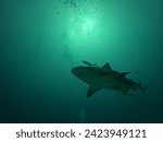 bull shark diving in Mexico
