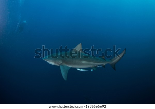 Bull shark during the\
dive. Sharks in the deep. Marine life in the Indian ocean. Sharks\
kingdom. 