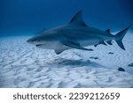 bull shark encounter at Playa Del Carmen in Mexico