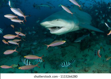 Bull Shark At Fiji