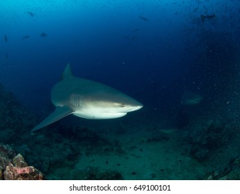 Bull Shark In Fiji