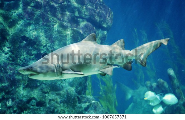 Bull Shark,\
Shark Fish, Marine Fish\
Underwater