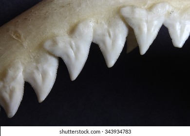 Bull Shark Jaw Showing Teeth