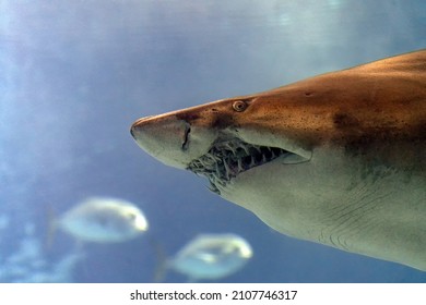 Bull Shark Jaws Detail Ready To Attack Underwater