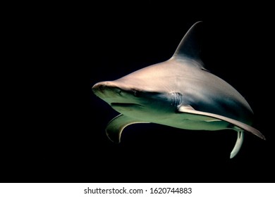 Bull Shark Jaws Ready To Attack At Night Isolated On Black Background