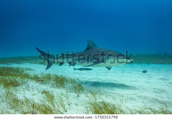Bull shark in its natural\
habitat