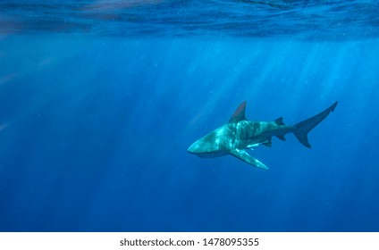 A Bull Shark Off The Coast Of Florida 