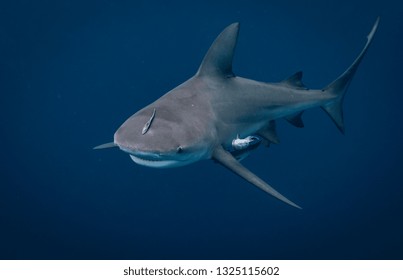 Bull Shark Off The Coast Of Jupiter Florida 