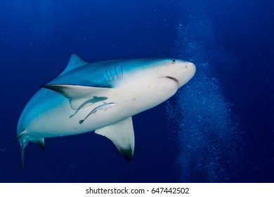 Bull Shark Ready To Attack In The Blue Ocean Background In Mexico