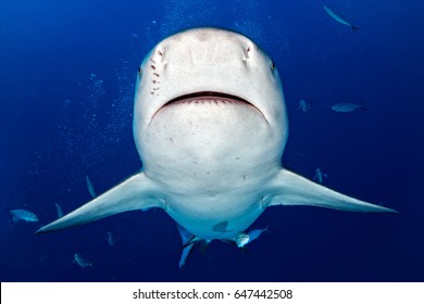 Bull Shark Ready To Attack In The Blue Ocean Background In Mexico