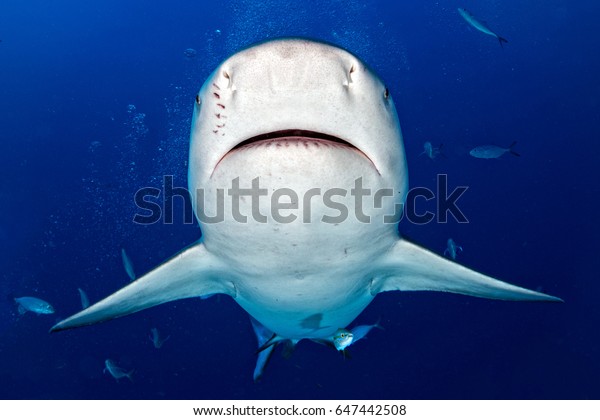 bull shark ready to attack in the blue ocean\
background in mexico