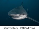 Bull shark swimming in the blue