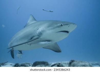 Bull shark swimming on the ocean floor